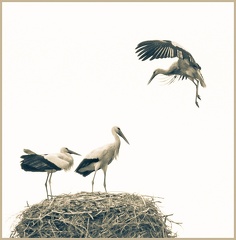 bmccahill-Storkes Sepia-1