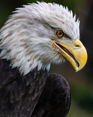ghudson-Bald Eagle Portrait