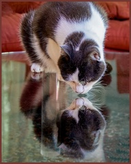 Bobbie-Cat-refelection-on-glass-table