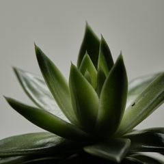 wpatrie-Succulent