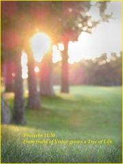 rwarshaue-Proverbs Tree of Life