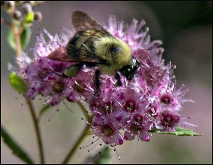 jhopkins-bumblebee
