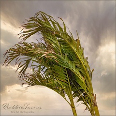 Bturner--palm-bending-in-the-wind