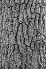 dthiergard-tree-bark