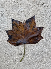 BTurner - leaf angles