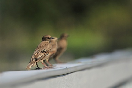 tcanavan-sparrow