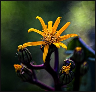 jhopkins-yellow petals