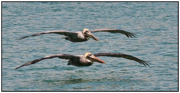 smehlman- Pelican Pair
