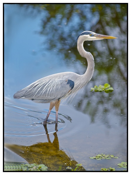 blue white heron