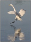 smehlman-Egret reflection