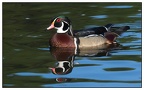 smehlman-wood duck reflection