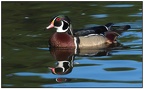 smehlman-Wood Duck Reflection