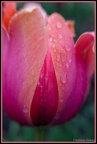 Kathy H-tulips in the rain-1