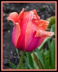 Kathy H-tulips in the rain-2