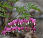 jhopkins-bleeding hearts