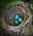 jhopkins-Robin eggs