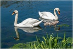 bmccahill-Swan Familyedit-1