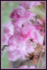 Kathy H-pink blur-1