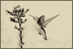 jhopkins-hummingbird in flight