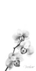 Mike-Lang-Minimalist-orchids