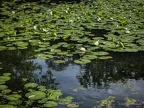 Kathy H-water lillies-1