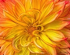 MDiRenzo-Dahlia Lion 6529 w67 macro