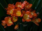 bbaron-Clivia Miniata lowres